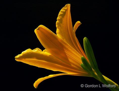 Lily_03518.jpg - Photographed near Parry Sound, Ontario, Canada.